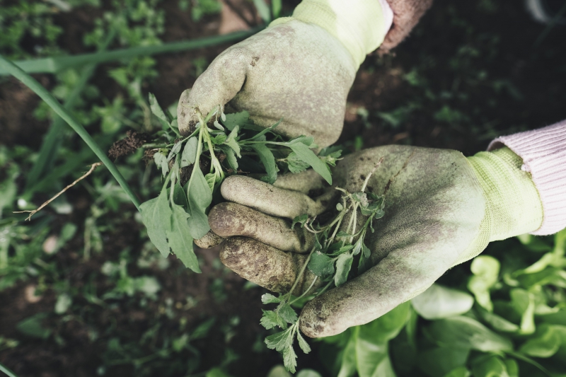 jardinerie-LA ROQUETTE SUR SIAGNE-min_gardening-2518377